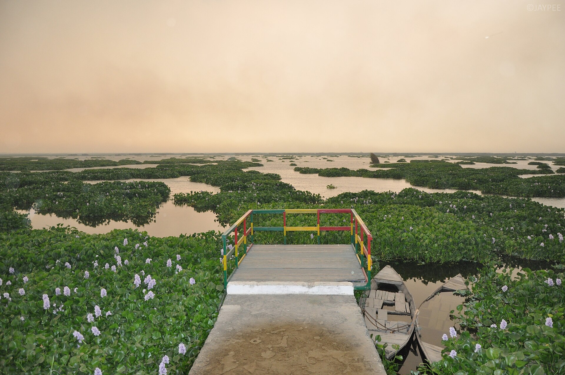 Water and wetland vegetation at Harike